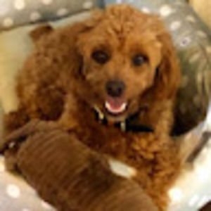 Meet your Posher, Carmen